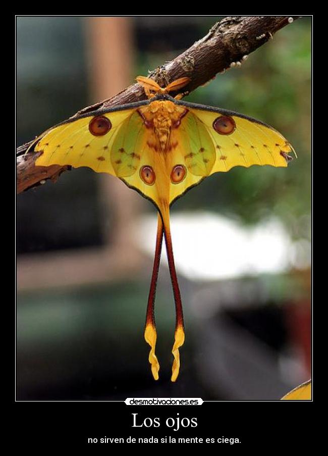 Los ojos - no sirven de nada si la mente es ciega.