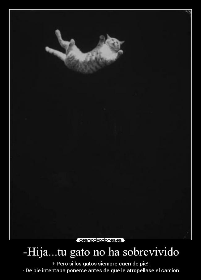 -Hija...tu gato no ha sobrevivido - + Pero si los gatos siempre caen de pie!!
- De pie intentaba ponerse antes de que le atropellase el camion