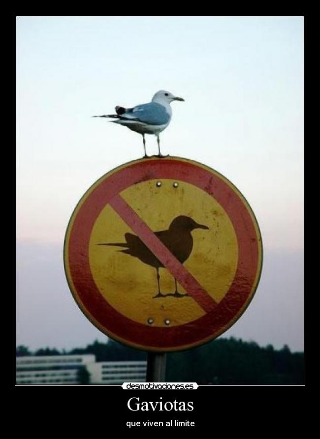 Gaviotas - 