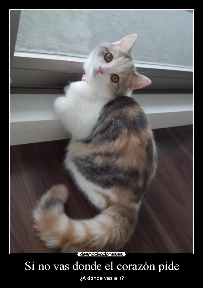 Si no vas donde el corazón pide - ¿A dónde vas a ir?