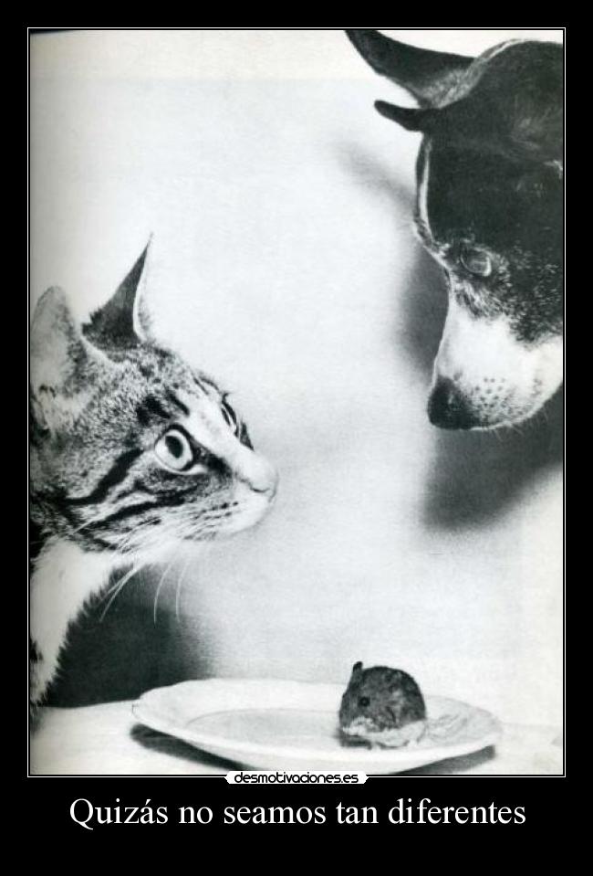 Quizás no seamos tan diferentes - 