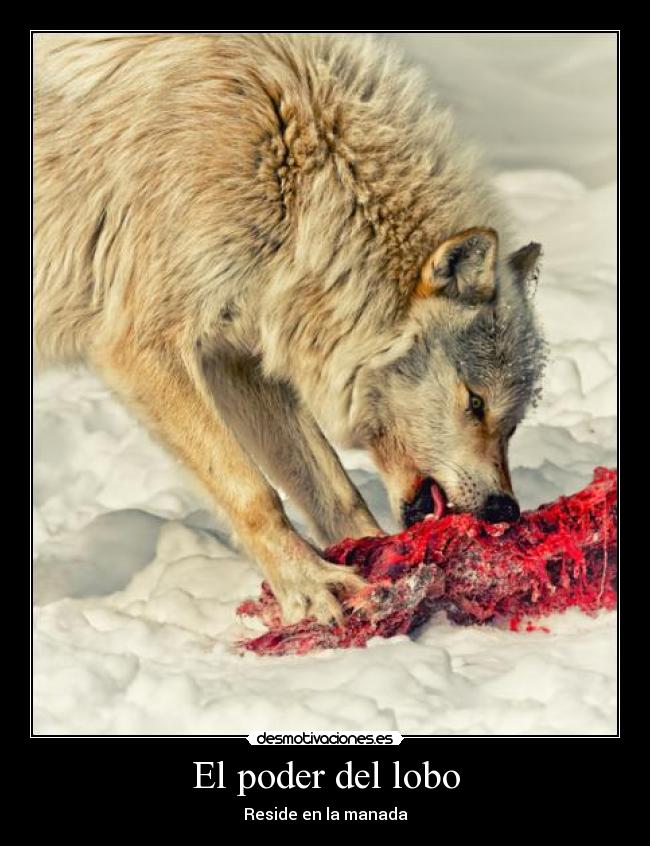 El poder del lobo - Reside en la manada