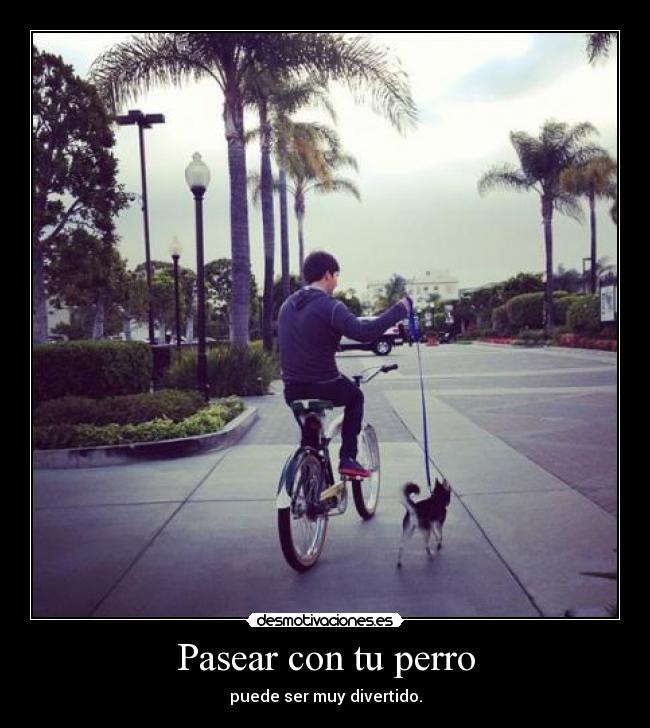 Pasear con tu perro -
