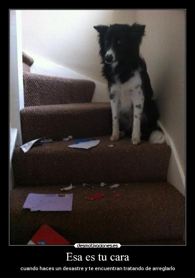 Esa es tu cara - cuando haces un desastre y te encuentran tratando de arreglarlo
