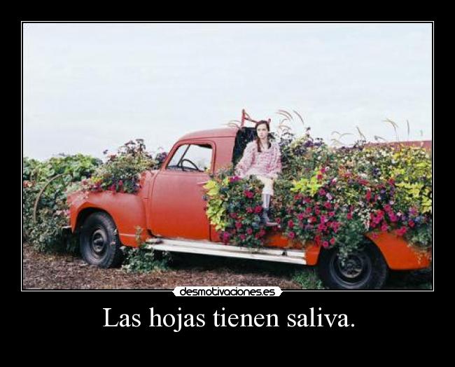 Las hojas tienen saliva. -