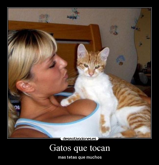 Gatos que tocan - 