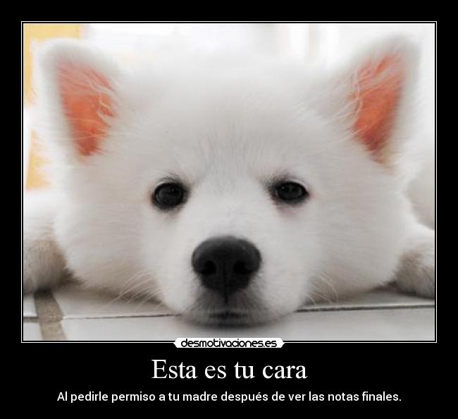 Esta es tu cara - Al pedirle permiso a tu madre después de ver las notas finales.