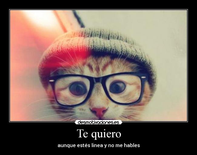 carteles quiero amor gatito cat cute dulce tierno desmotivaciones