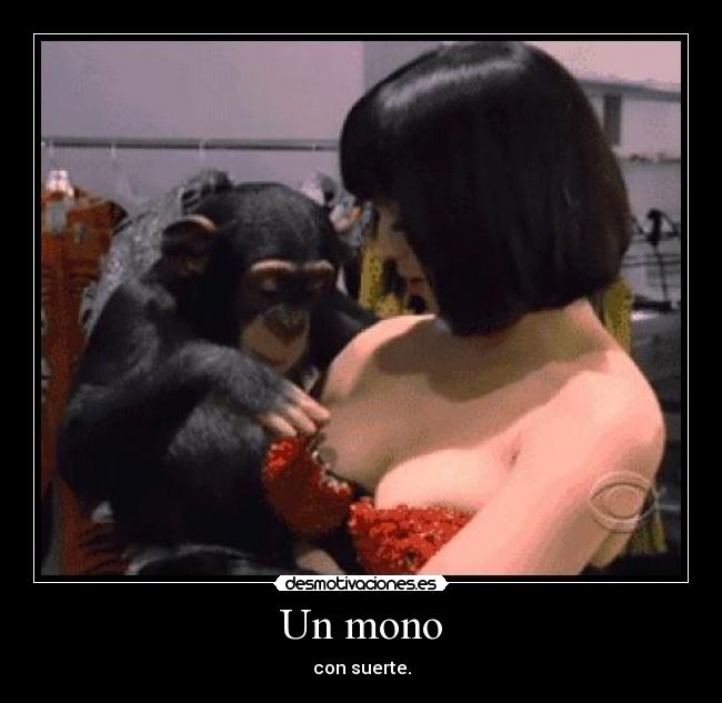 Un mono - con suerte.