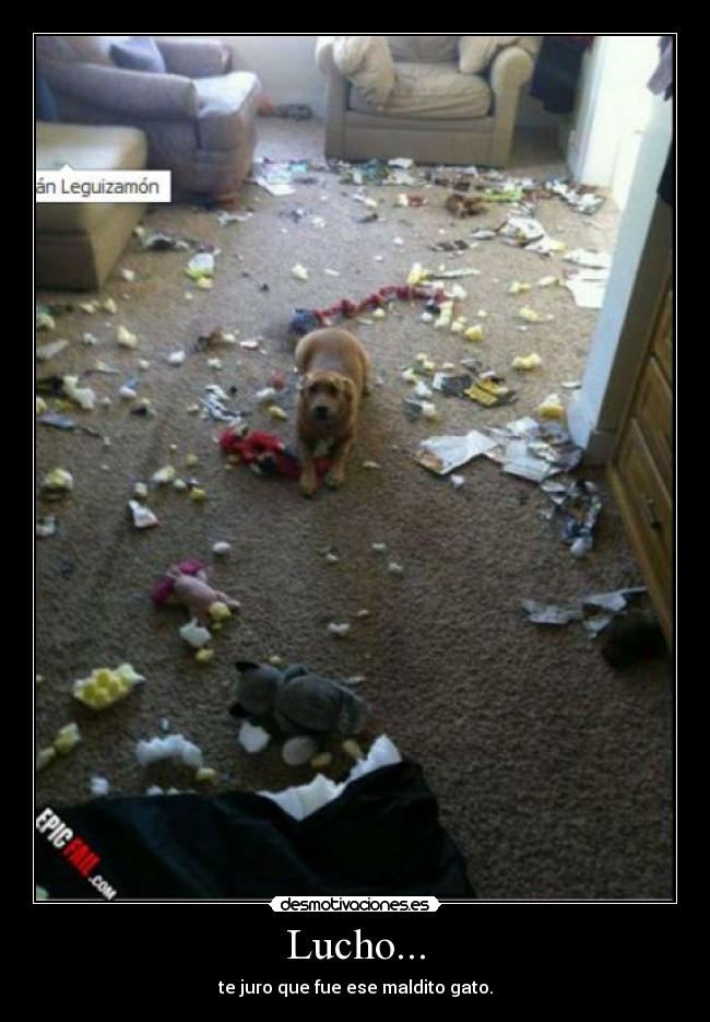 Lucho... - te juro que fue ese maldito gato.