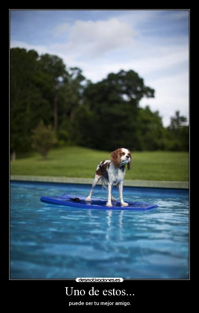 Uno de estos... - puede ser tu mejor amigo.
