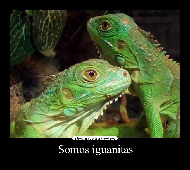 Somos iguanitas - 