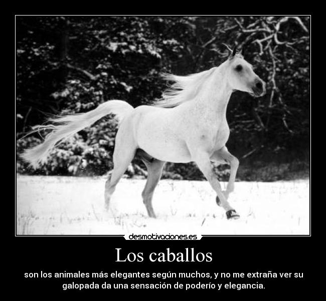 Los caballos - 