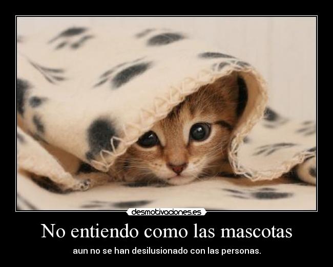 No entiendo como las mascotas - 