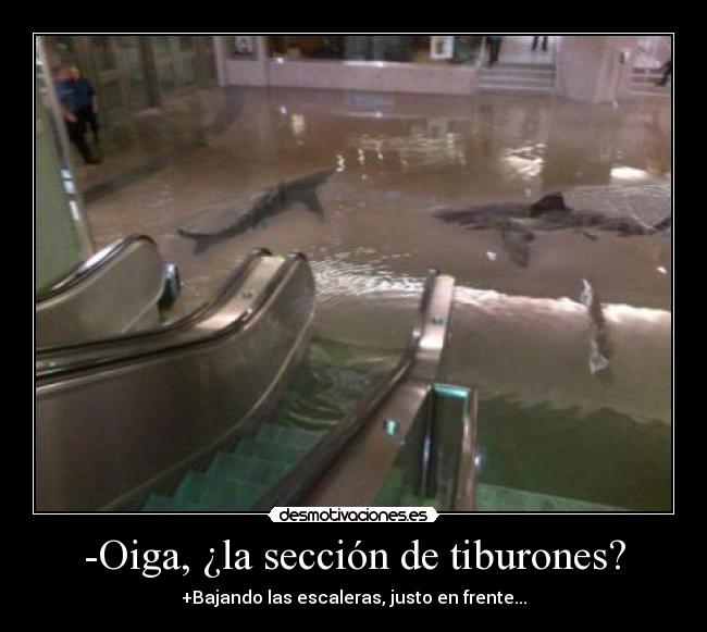 -Oiga, ¿la sección de tiburones? - 