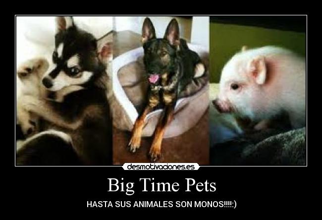 Big Time Pets - HASTA SUS ANIMALES SON MONOS!!!!:)