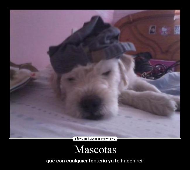 Mascotas - que con cualquier tontería ya te hacen reír
