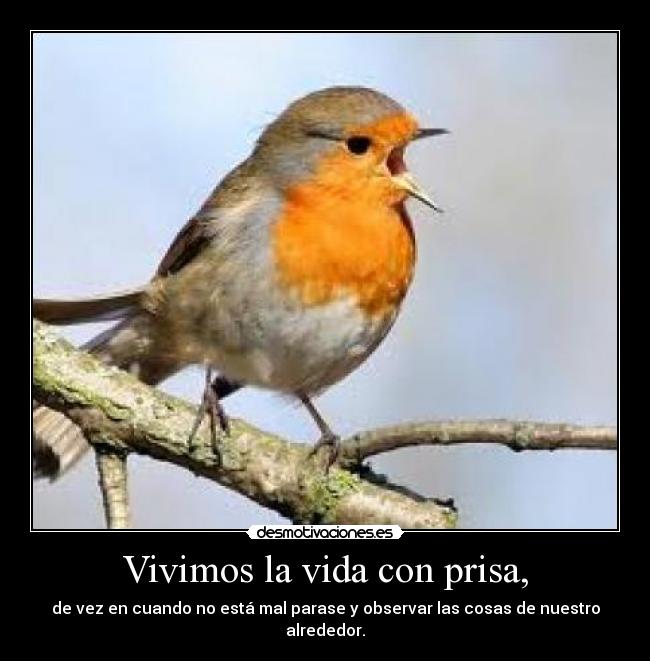 Vivimos la vida con prisa, - 