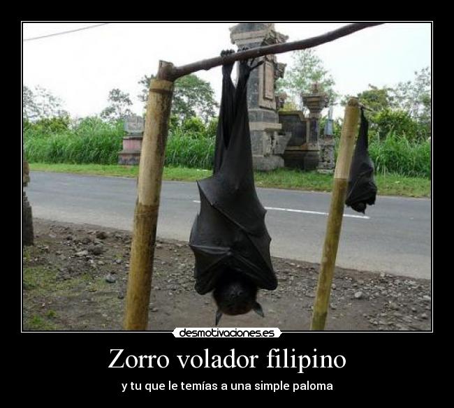 Zorro volador filipino - y tu que le temías a una simple paloma