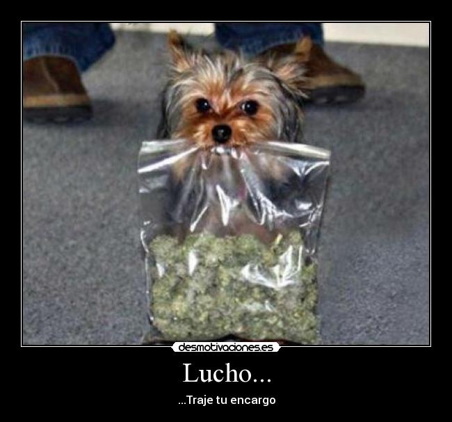 Lucho... - ...Traje tu encargo