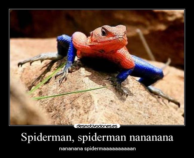 Spiderman, spiderman nananana - nananana spidermaaaaaaaaaan