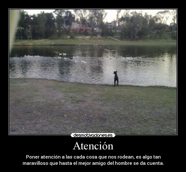 Atención - Poner atención a las cada cosa que nos rodean, es algo tan
maravilloso que hasta el mejor amigo del hombre se da cuenta.