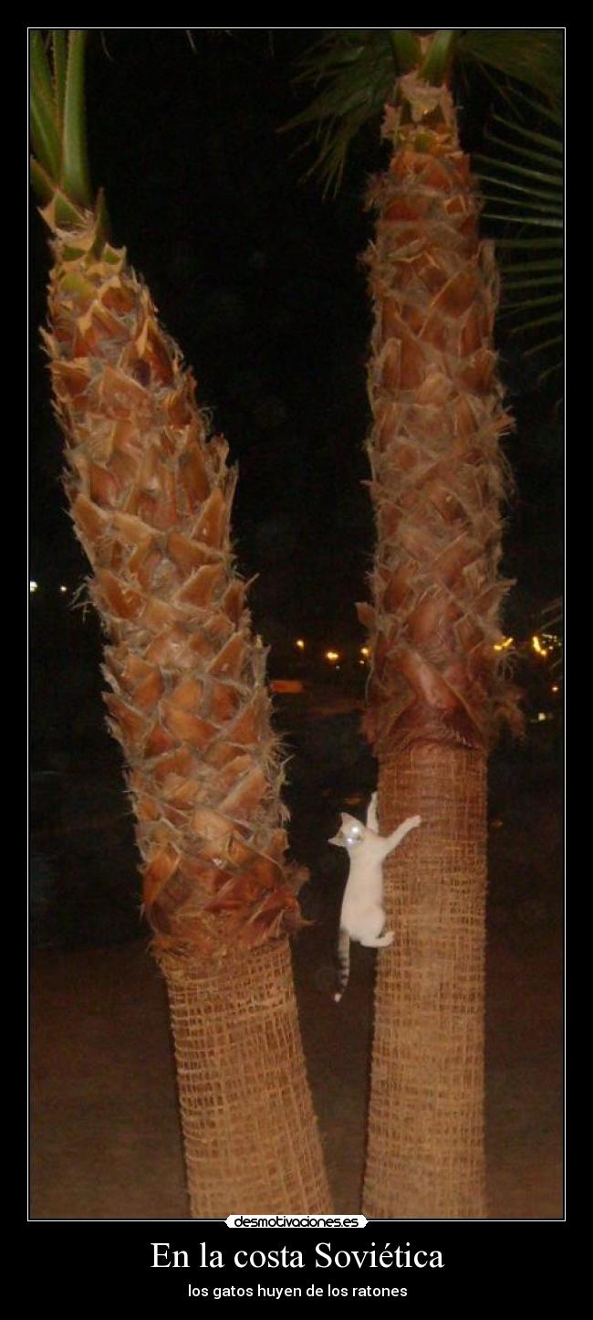 En la costa Soviética - los gatos huyen de los ratones