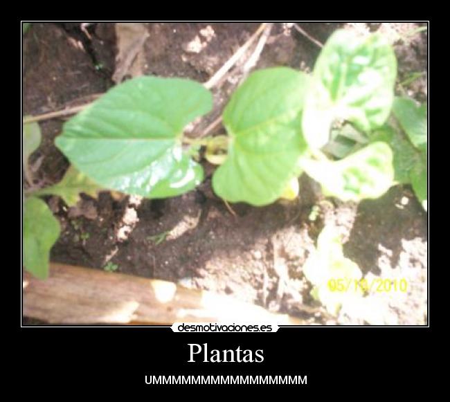 Plantas - UMMMMMMMMMMMMMMMM