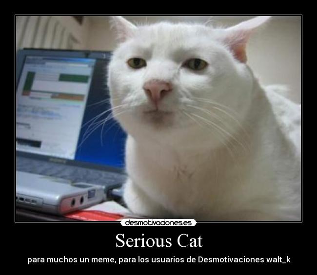 Serious Cat - para muchos un meme, para los usuarios de Desmotivaciones walt_k