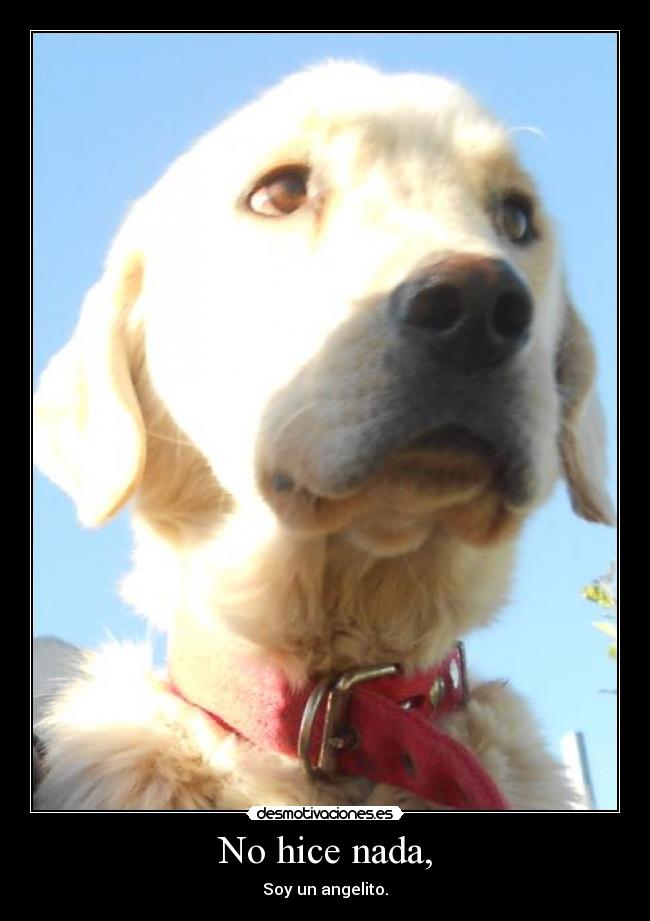 No hice nada, - Soy un angelito.