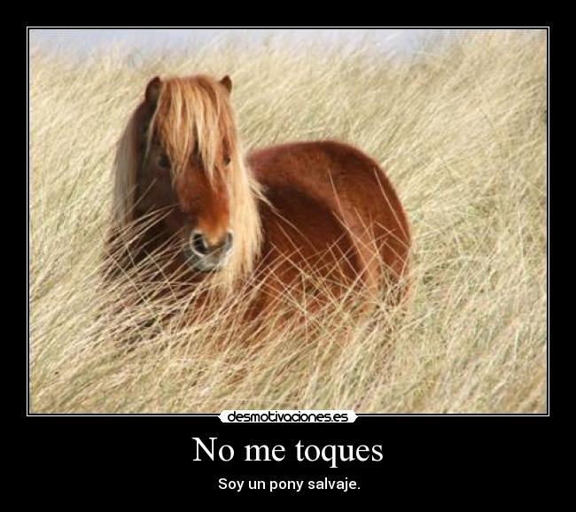 No me toques - Soy un pony salvaje.