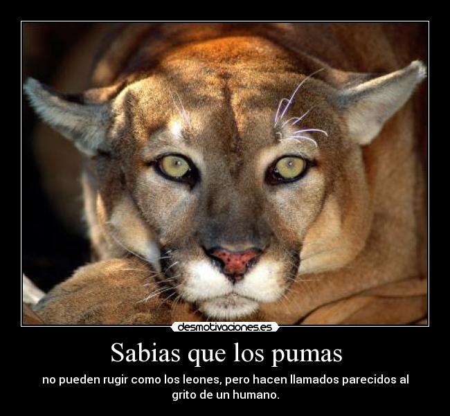 Sabias que los pumas - no pueden rugir como los leones, pero hacen llamados parecidos al
grito de un humano.