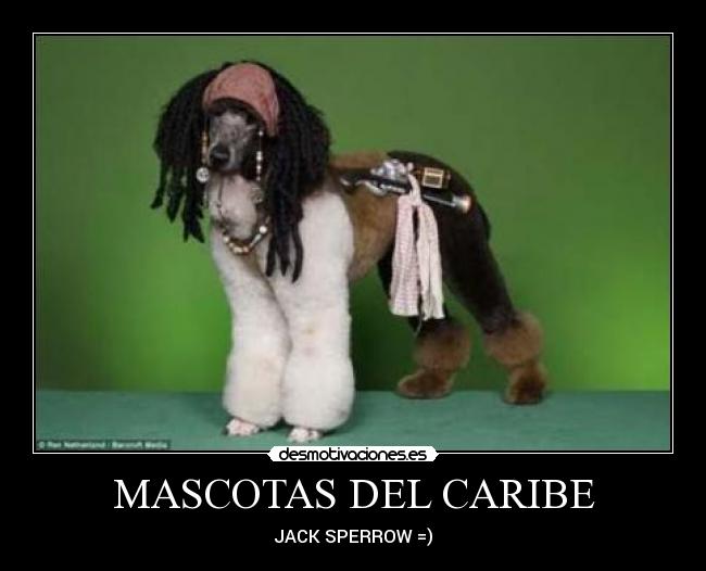 MASCOTAS DEL CARIBE - JACK SPERROW =)
