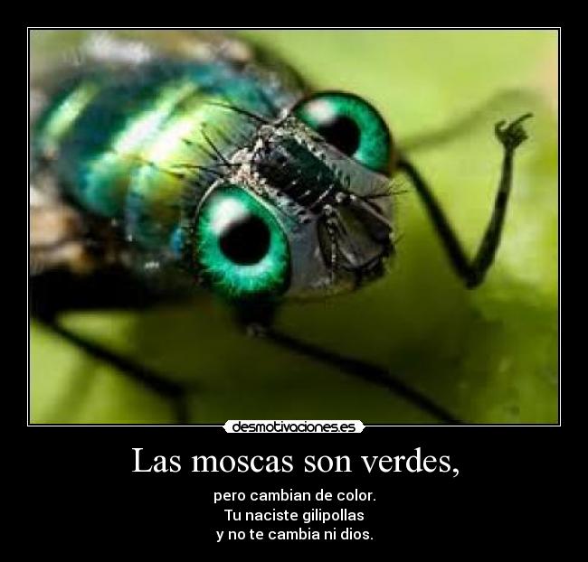 carteles moscas verdes dios cambiar gilipollas desmotivaciones