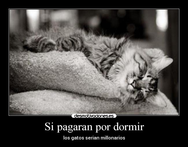 Si pagaran por dormir - los gatos serian millonarios