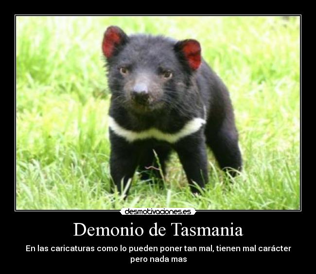 Demonio de Tasmania - En las caricaturas como lo pueden poner tan mal, tienen mal carácter pero nada mas