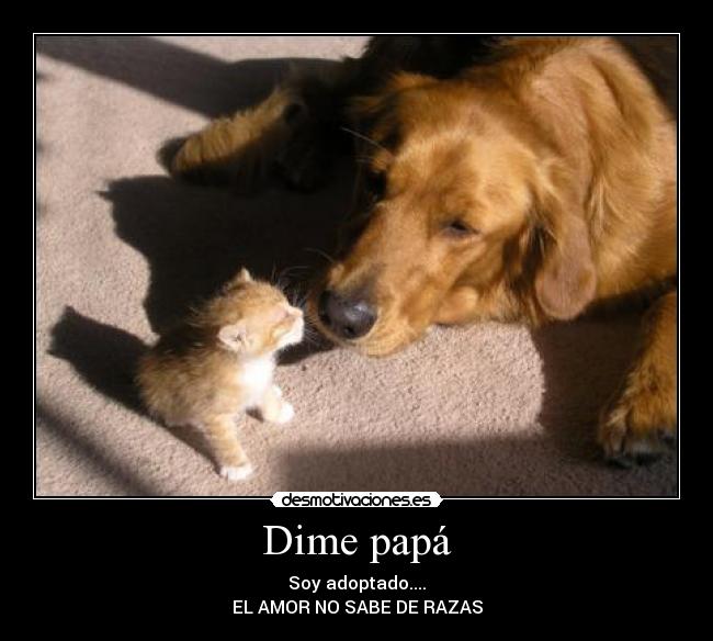 Dime papá - Soy adoptado....
EL AMOR NO SABE DE RAZAS