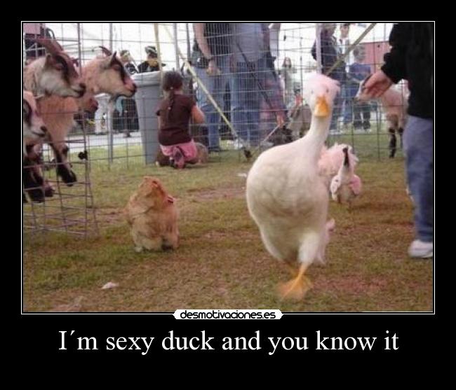I´m sexy duck and you know it -