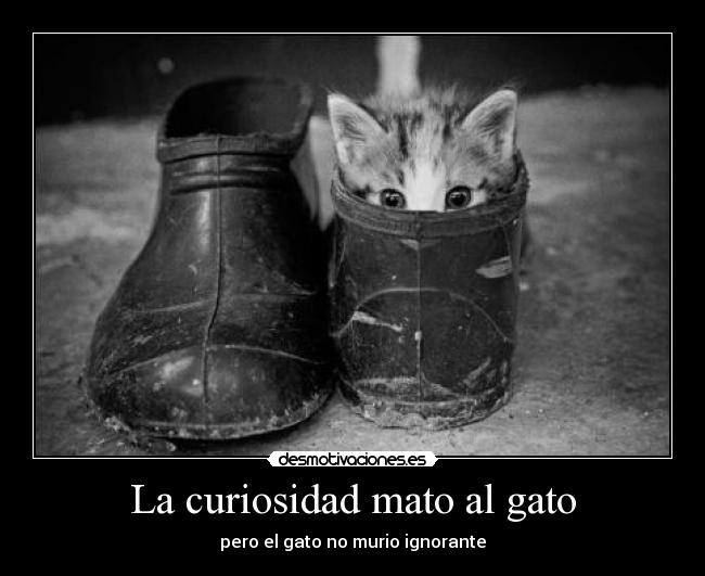 La curiosidad mato al gato - 