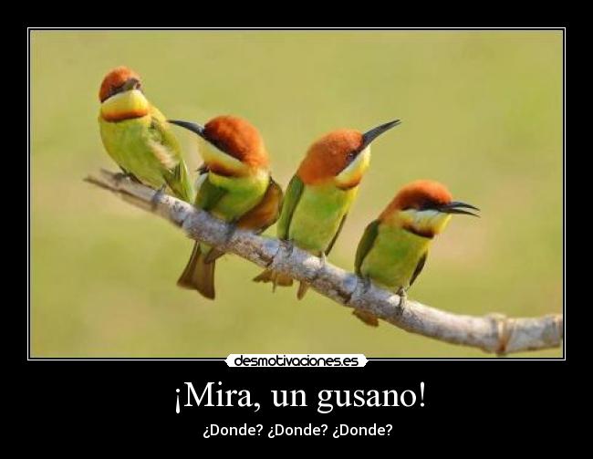 ¡Mira, un gusano! - ¿Donde? ¿Donde? ¿Donde?