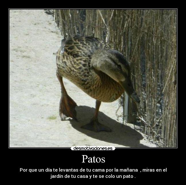 Patos - Por que un día te levantas de tu cama por la mañana  , miras en el
jardín de tu casa y te se colo un pato .