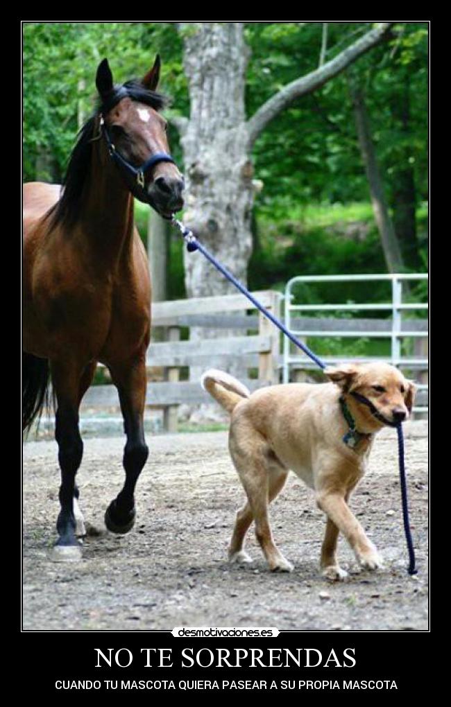 NO TE SORPRENDAS - CUANDO TU MASCOTA QUIERA PASEAR A SU PROPIA MASCOTA