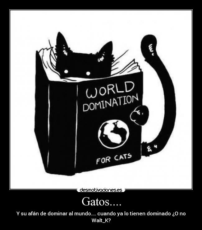 Gatos.... - 
