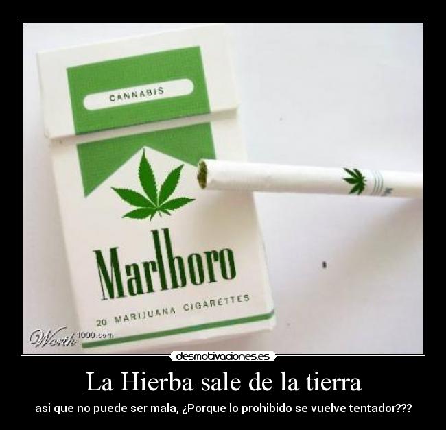 La Hierba sale de la tierra -