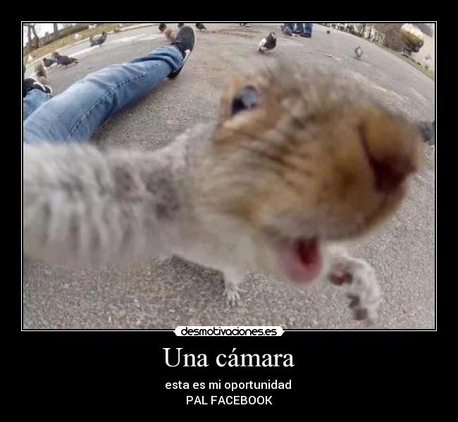 Una cámara - esta es mi oportunidad 
PAL FACEBOOK
