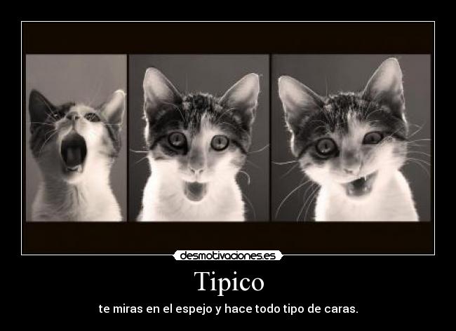 Tipico - 