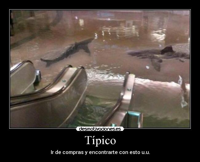 Típico - Ir de compras y encontrarte con esto u.u.