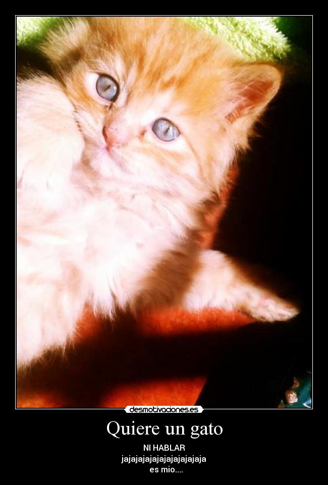 Quiere un gato -