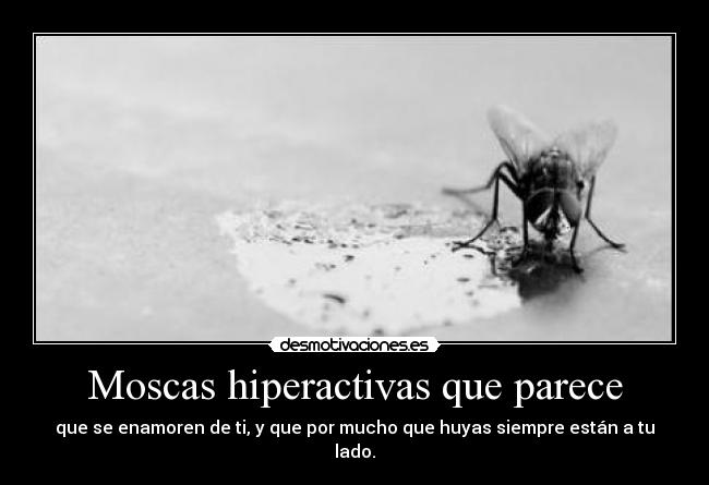 Moscas hiperactivas que parece - 