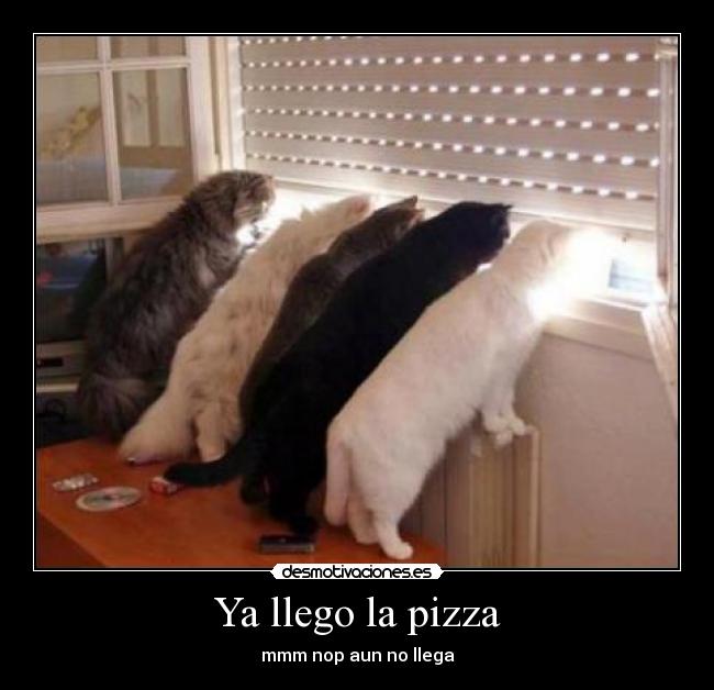 Ya llego la pizza - mmm nop aun no llega
